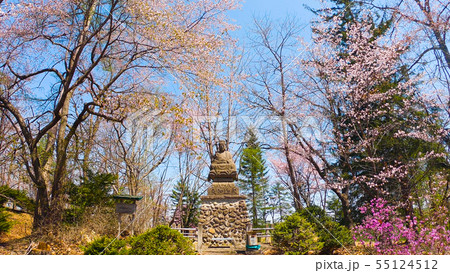 仏像と桜 55124512
