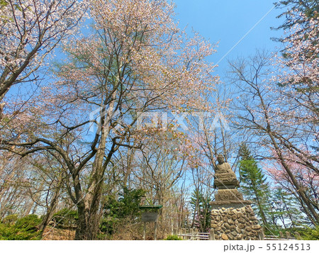 仏像と桜 仏像と桜 55124513