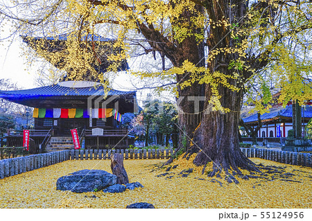 多宝塔と大銀杏 55124956