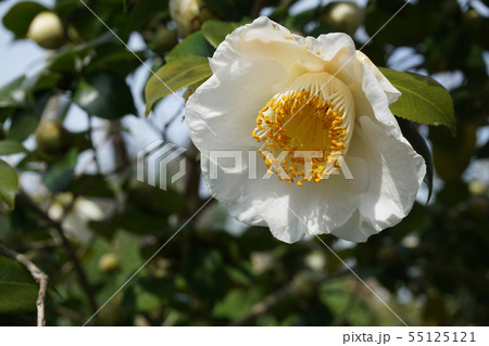 白いツバキの花 白いツバキの花 55125121