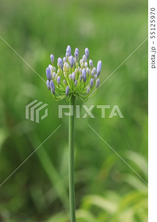 アガパンサス 55125970