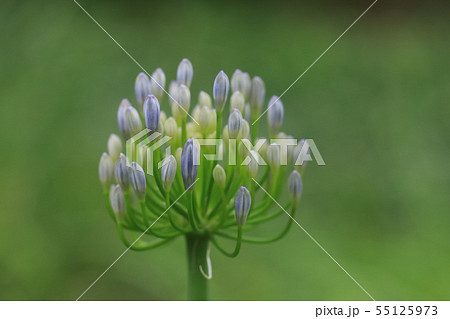 アガパンサス 55125973