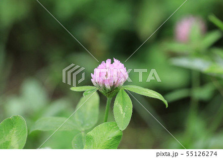 ムラサキツメクサ 55126274