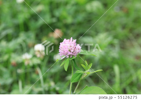 ムラサキツメクサ 55126275