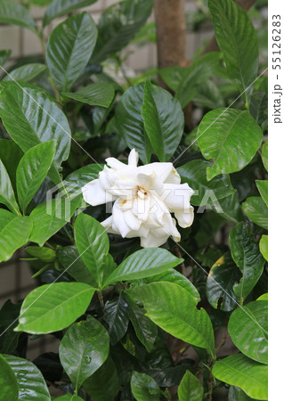 クチナシ 55126283