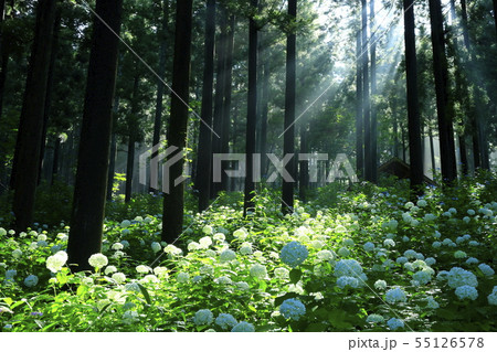 森の紫陽花 55126578
