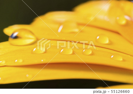 ヒメヒマワリと水滴013 55126660