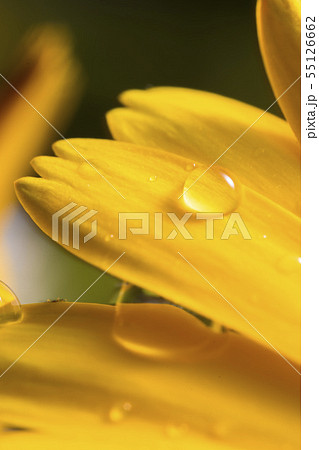 ヒメヒマワリと水滴015 55126662