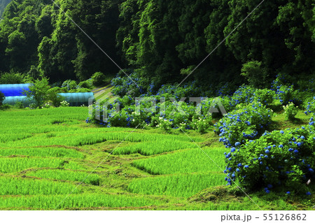棚田と紫陽花 55126862
