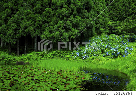 棚田と紫陽花 55126863