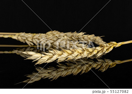 Ripe bread wheat isolated on black glass Ripe bread wheat isolated on black glass 55127082