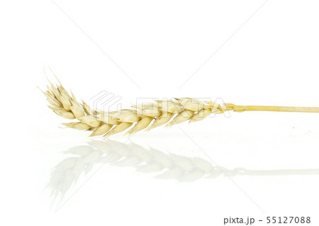 Ripe bread wheat isolated on white 55127088