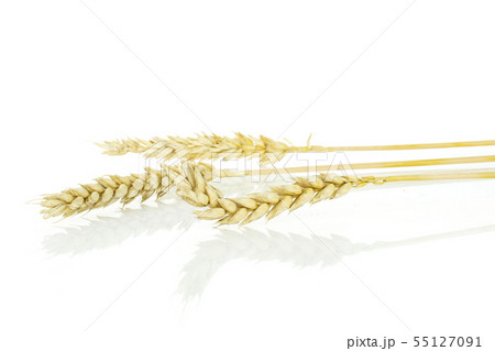 Ripe bread wheat isolated on white Ripe bread wheat isolated on white 55127091