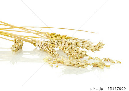 Ripe bread wheat isolated on white Ripe bread wheat isolated on white 55127099