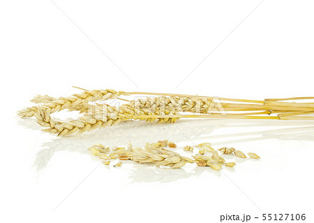 Ripe bread wheat isolated on white Ripe bread wheat isolated on white 55127106