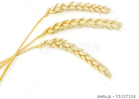 Ripe bread wheat isolated on white Ripe bread wheat isolated on white 55127110