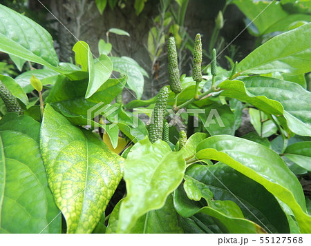 ピパーツ (Okinawa) 55127568