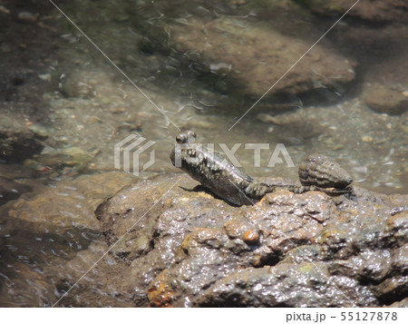 ミナミトビハゼ (Okinawa)	 55127878