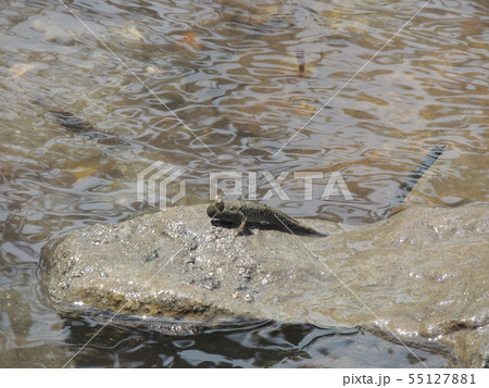 ミナミトビハゼ (Okinawa) ミナミトビハゼ (Okinawa) 55127881
