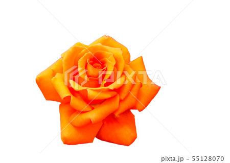 バラの花 55128070