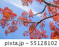 青空と紅葉 55128102