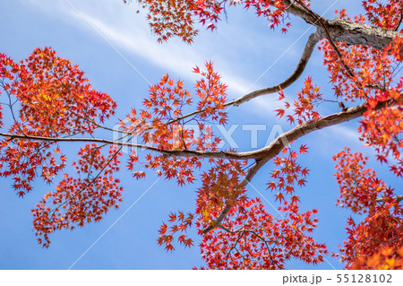 青空と紅葉 55128102