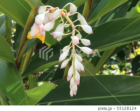 月桃 (Okinawa) 月桃 (Okinawa) 55128124