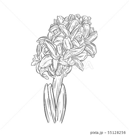 Hyacinth Ink Sketch Plant In Blossomのイラスト素材