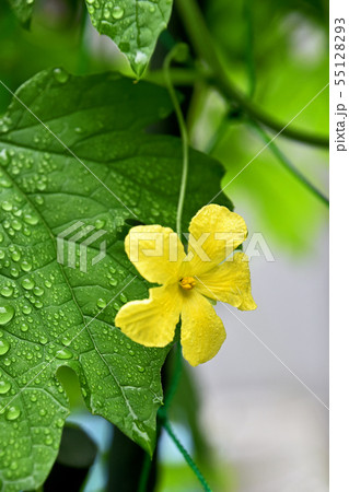 雨の中のゴーヤの花 雨の中のゴーヤの花 55128293