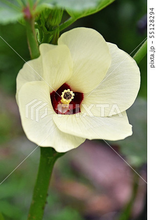 オクラの花 オクラの花 55128294
