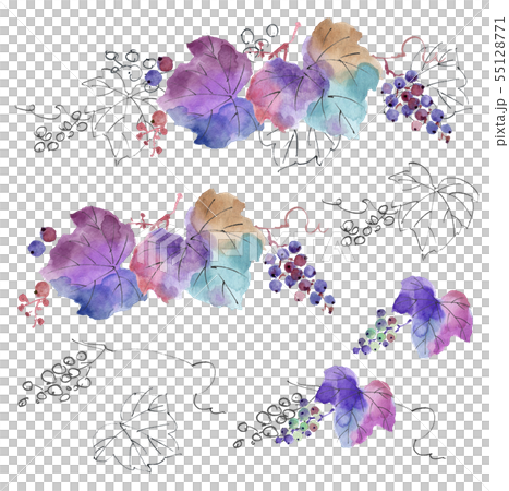 ヤマブドウ 55128771