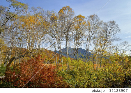 草紅葉の尾瀬ヶ原に燧ヶ岳と紅葉の木々 草紅葉の尾瀬ヶ原に燧ヶ岳と紅葉の木々 55128907