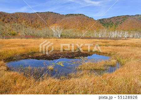 草紅葉の尾瀬ヶ原に池塘と紅葉の山々 55128926