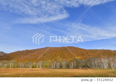 草紅葉の尾瀬ヶ原に紅葉の林と山々 55128932