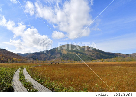草紅葉の尾瀬ヶ原に至仏山と木道に紅葉の山々 草紅葉の尾瀬ヶ原に至仏山と木道に紅葉の山々 55128933
