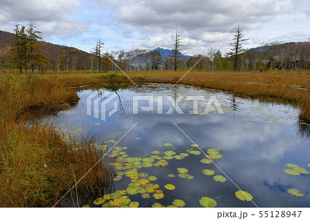 草紅葉の尾瀬ヶ原に池塘と燧ヶ岳に紅葉の林 草紅葉の尾瀬ヶ原に池塘と燧ヶ岳に紅葉の林 55128947