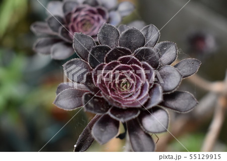 植物 植物 55129915