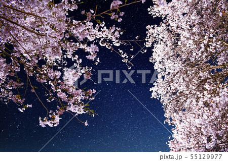 星空に咲く桜 星空に咲く桜 55129977