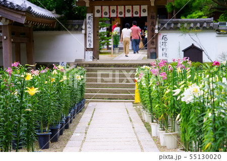 奈良 松尾寺境内の百合4の写真素材 奈良 松尾寺境内の百合4の写真素材
