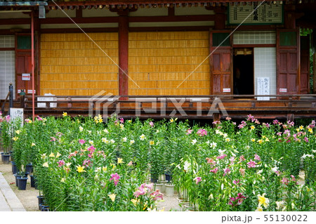 奈良・松尾寺境内の百合６ 55130022