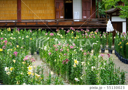 奈良・松尾寺境内の百合7 奈良・松尾寺境内の百合7 55130023