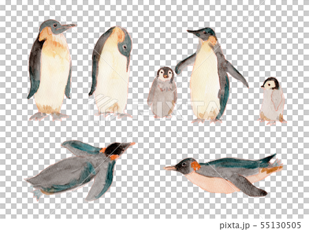 コウテイペンギン　水彩 55130505