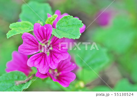 赤いゼニアオイの花 赤いゼニアオイの花 55130524