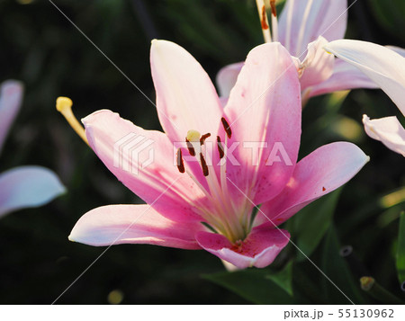 ユリの花のアップ ユリの花のアップ 55130962