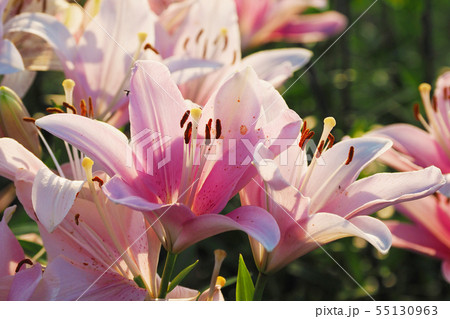ユリの花のアップ ユリの花のアップ 55130963
