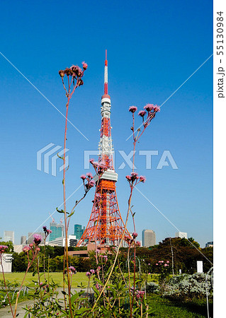 公園から東京タワー 55130984