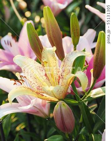 Lily flowers in the cedar forest of Hunter - Stock Photo [78397663] -  PIXTA