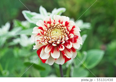 赤と白のダリアの花 赤と白のダリアの花 55131430