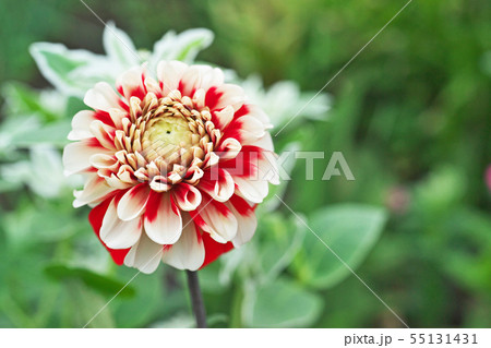 赤と白のダリアの花の写真素材