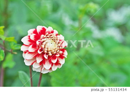 赤と白のダリアの花の写真素材